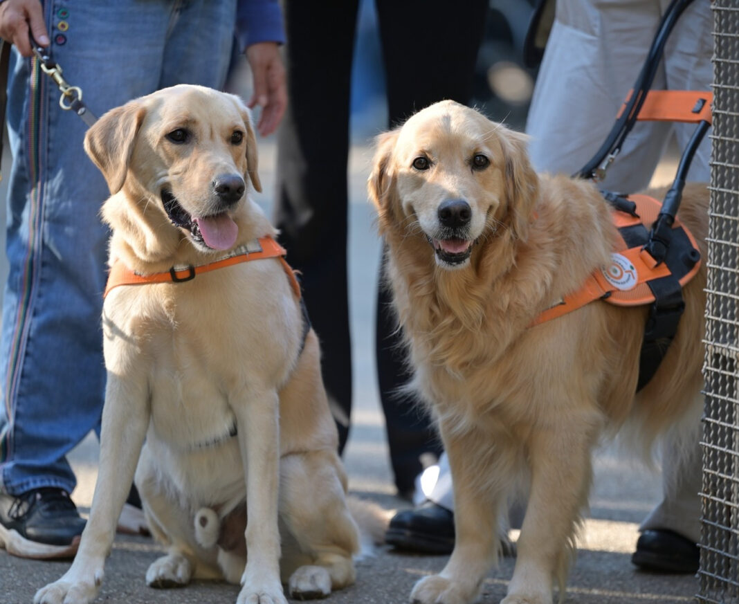 Scuola nazionale cani guida, cercasi famiglie per cuccioli