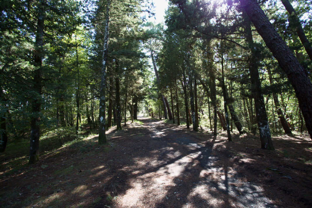 Sviluppo settore forestale in Toscana, in arrivo 10 milioni